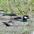 A pair of Green Pygmy Geese<br />Canon EOS 7D + EF400 F5.6L A pair of Green Pygmy Geese<br />Canon EOS 7D + EF400 F5.6L